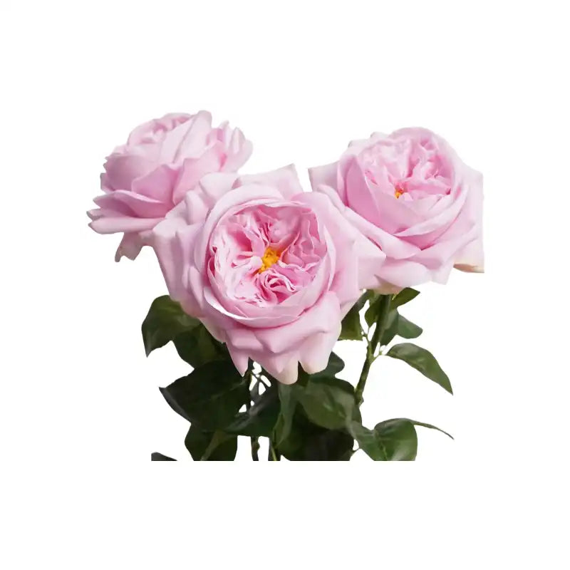 31258089848989.webp