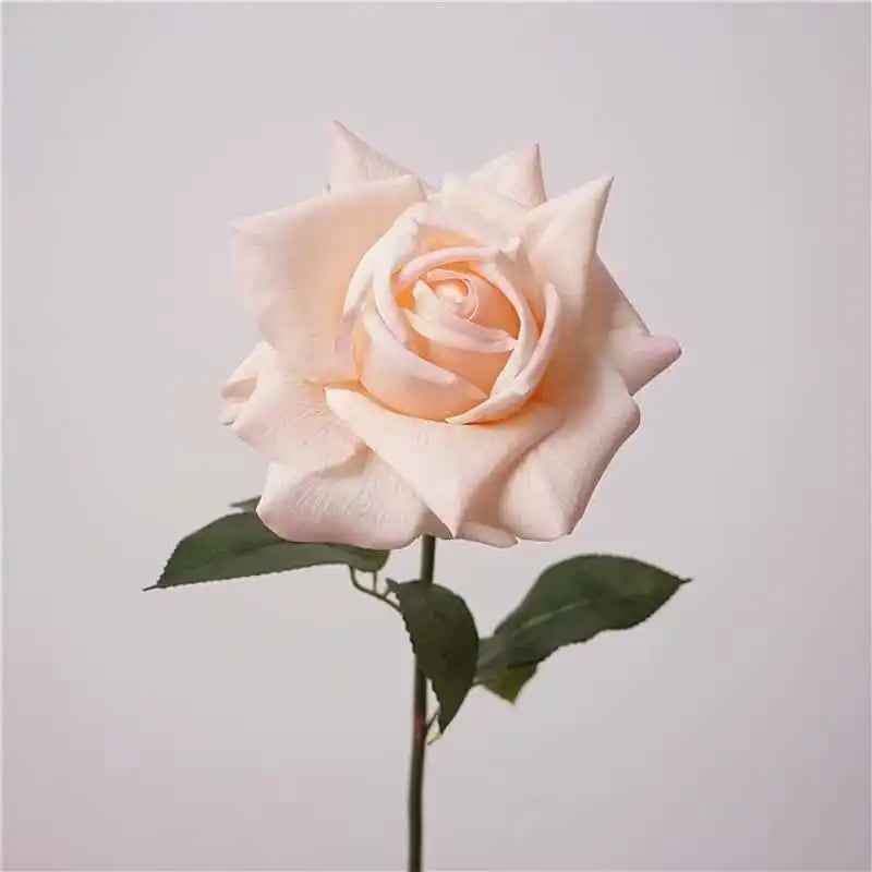31285088419997.webp