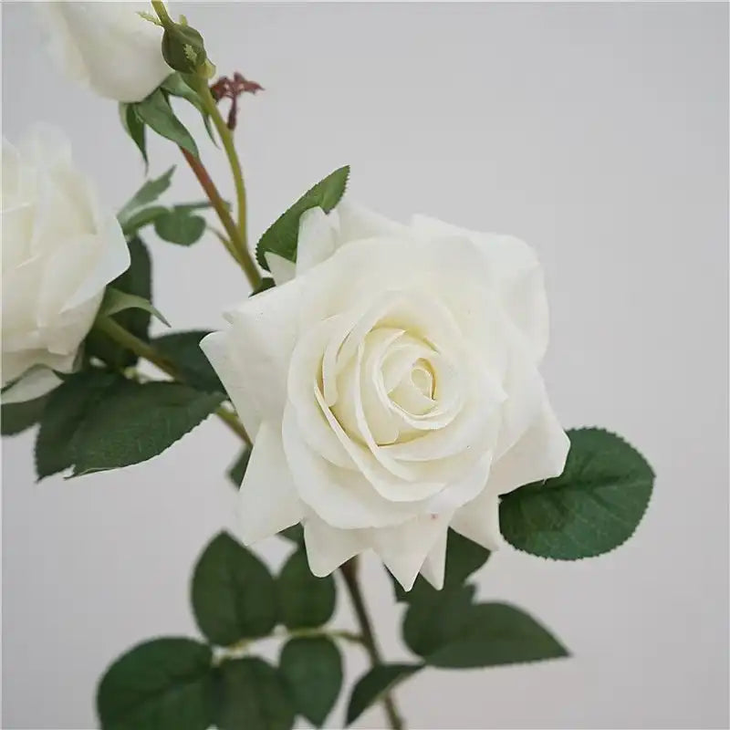 31287898112157.webp