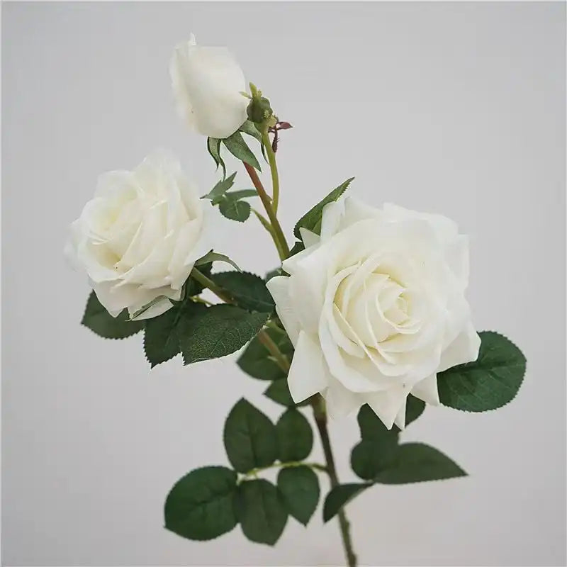 31287898144925.webp