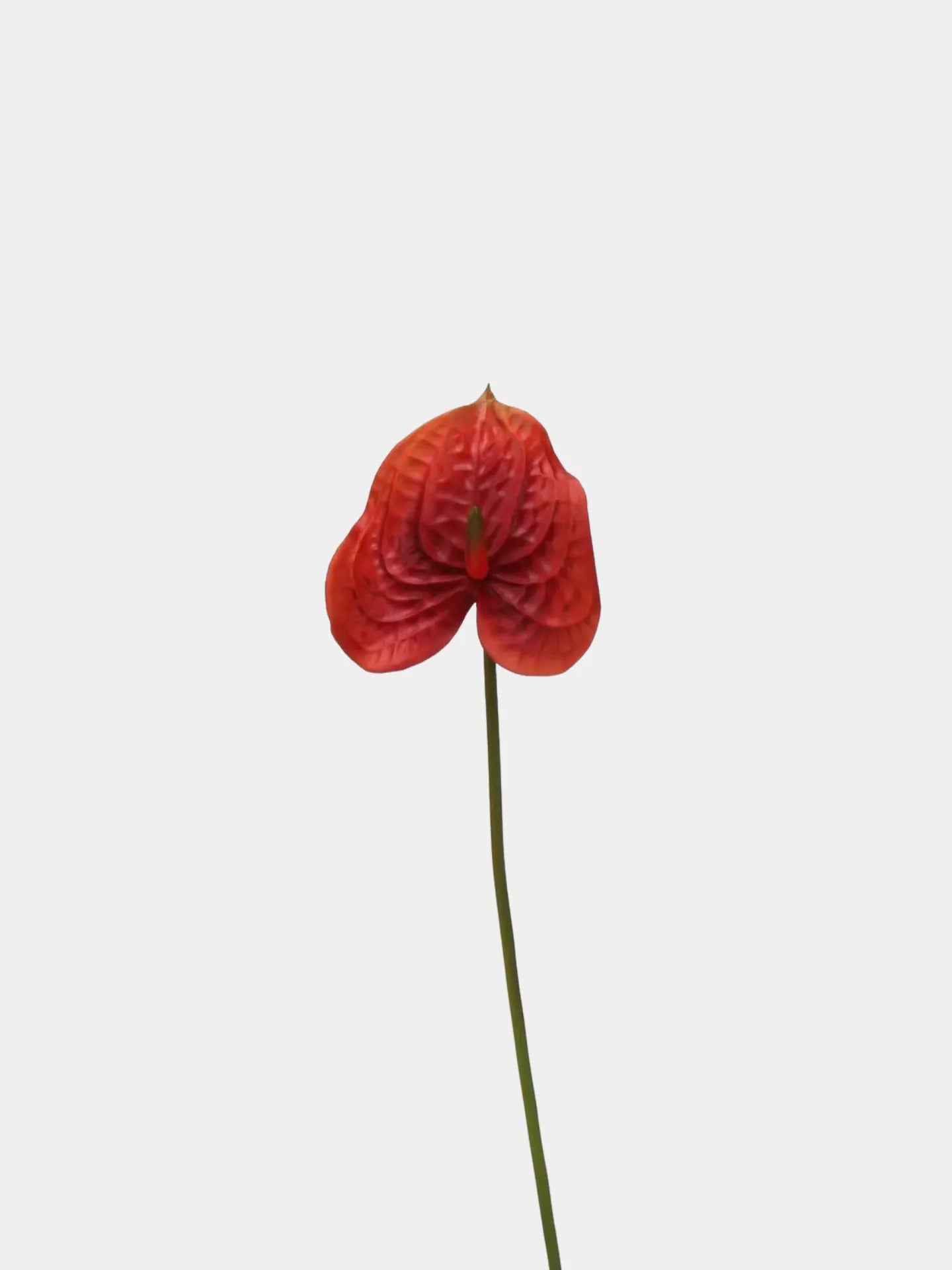 anthurium red stem Artificial Anthurium Stem  –Red 22.8"