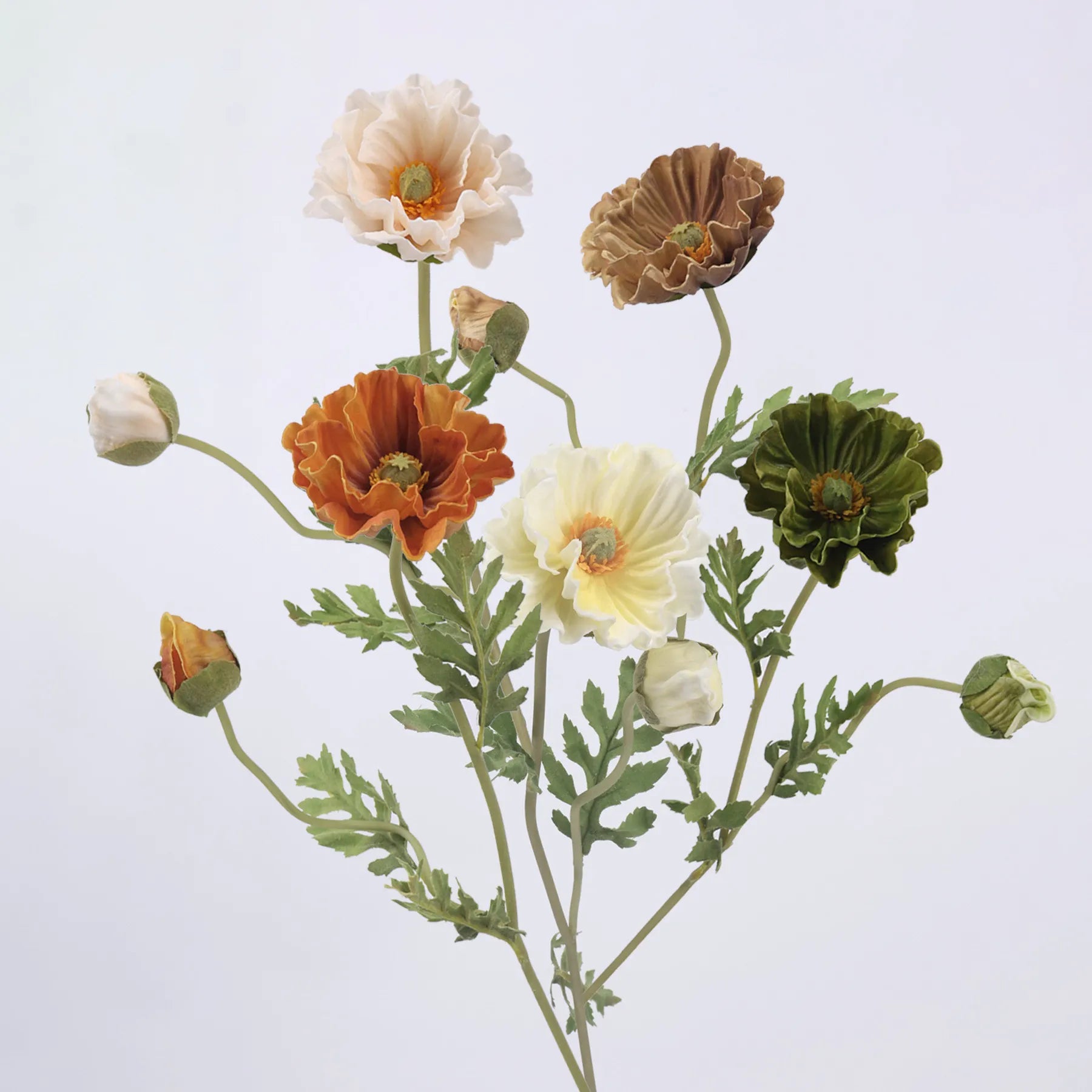 Poppy Flowers