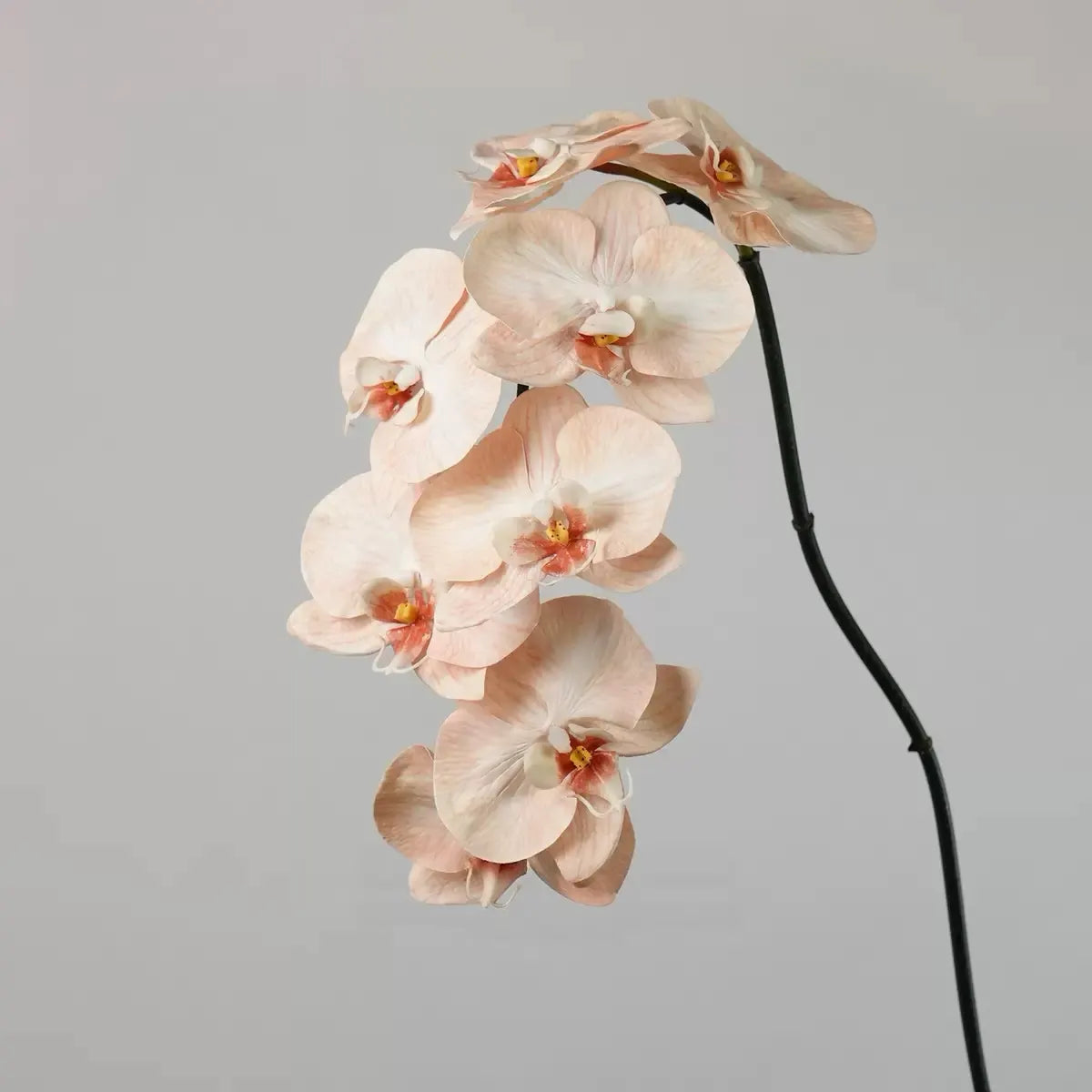Hochwertige Phalaenopsis Orchidee „Real Touch“ in Blassrosa – 91 cm