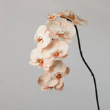 Hochwertige Phalaenopsis Orchidee „Real Touch“ in Blassrosa – 91 cm
