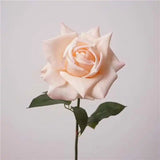 31285088419997.webp