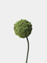 Artificial Allium Globe Stem – 27"