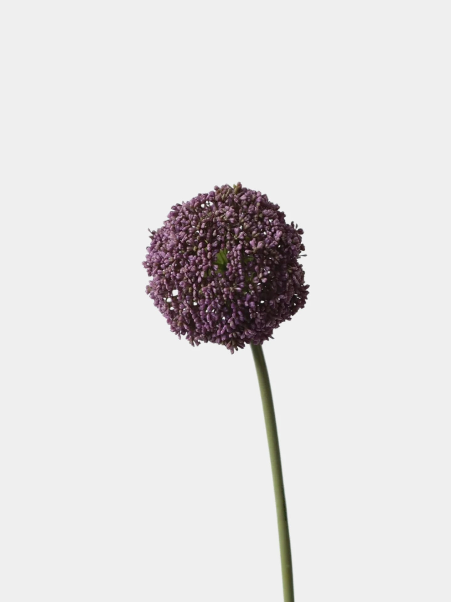 Artificial Allium Globe Stem – 27"