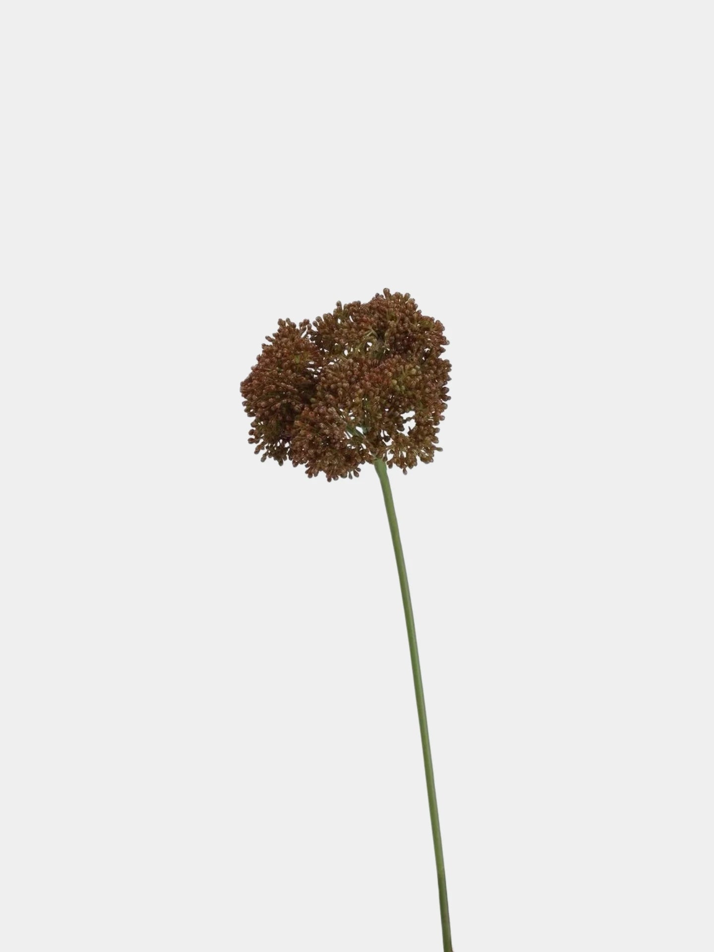 Artificial Allium Stem - 31.5"