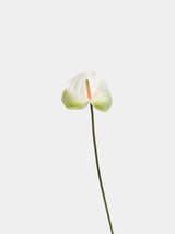人工アンスリウムステム – ホワイトグリーン 22.8"