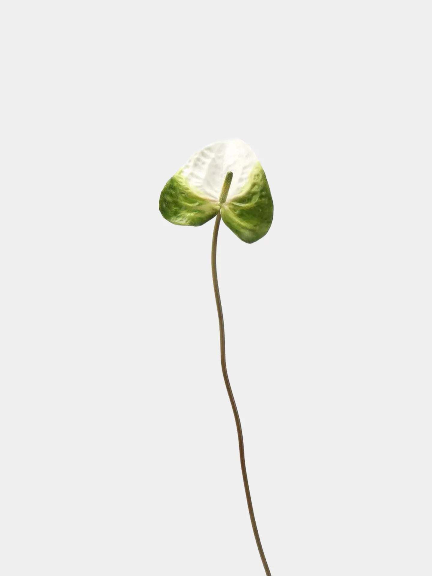 人工アンスリウムステム - グリーン