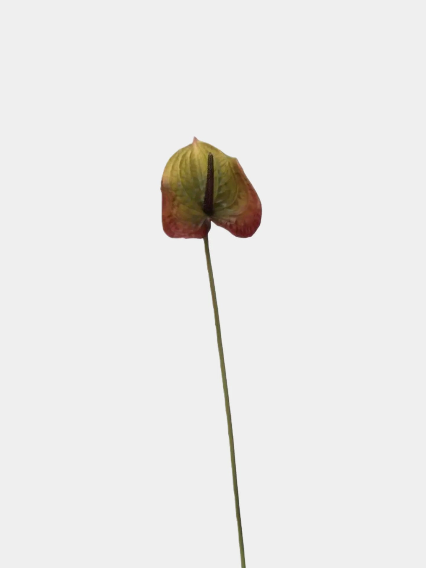 Artificial Anthurium Stem  –Rusty Olive 26"