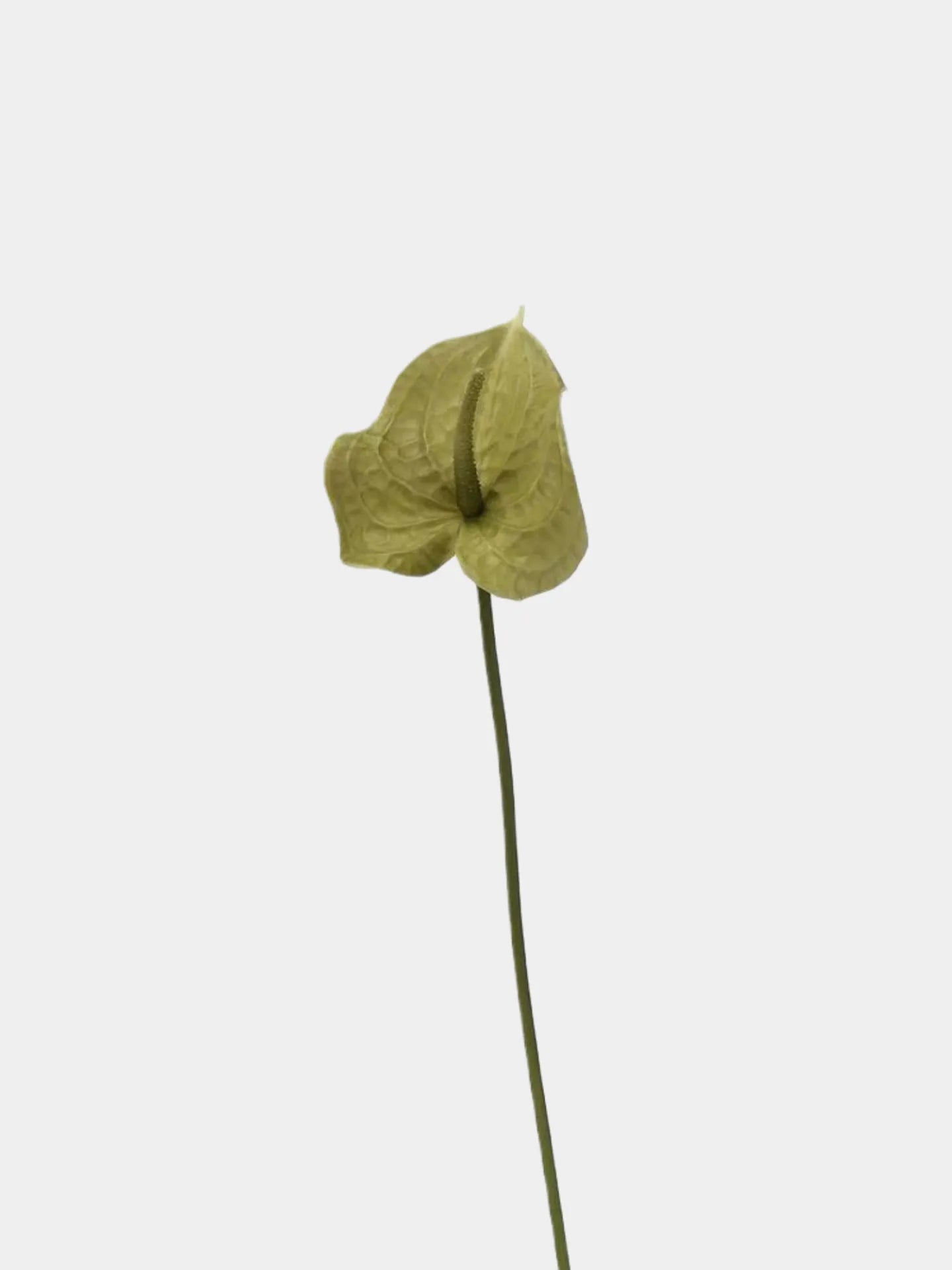 Artificial Anthurium Stem  –Pale Green 26"