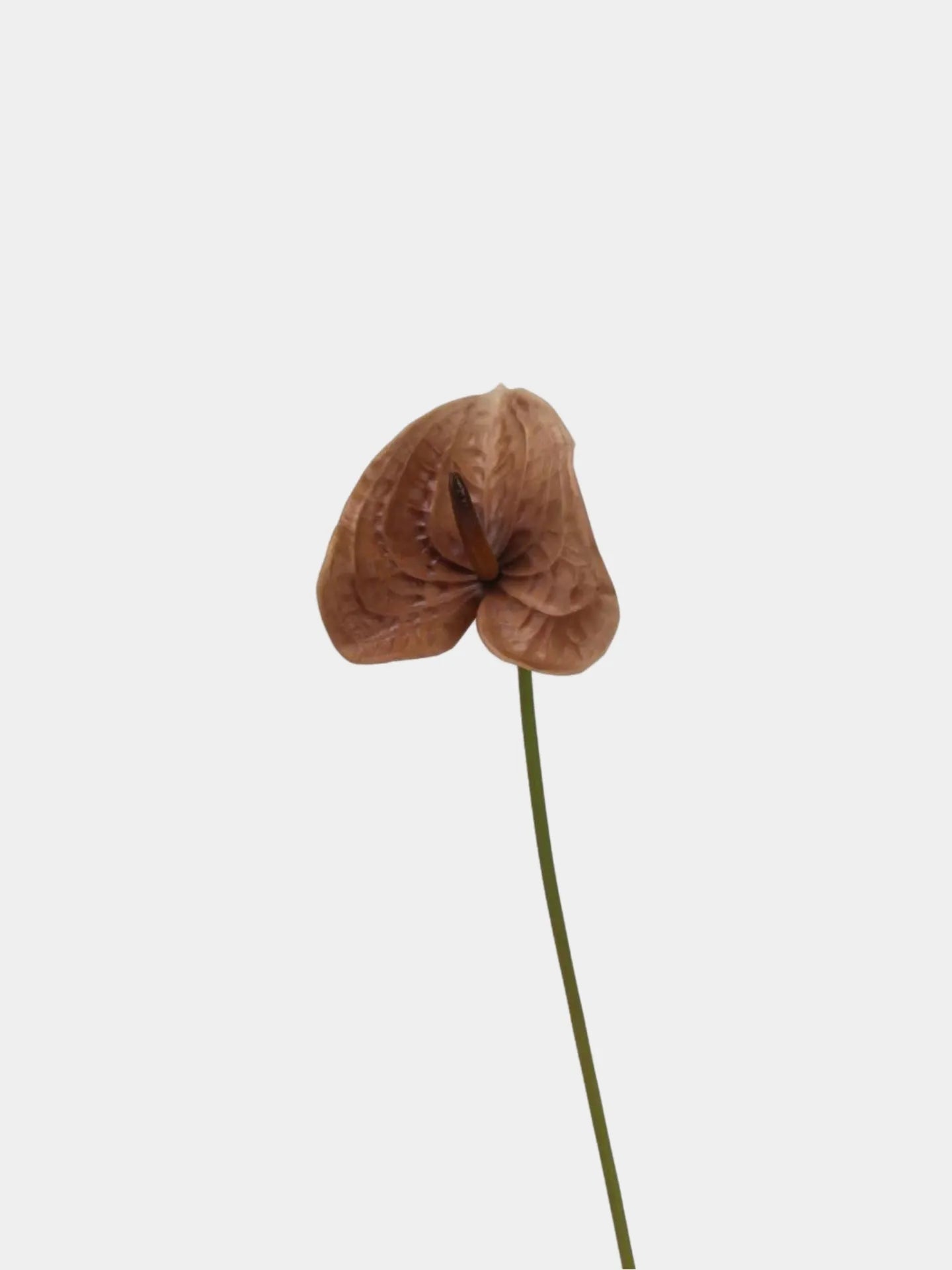 anthurium brown stems Artificial Anthurium Stem –Brown 22.8" – Amoria Bloom
