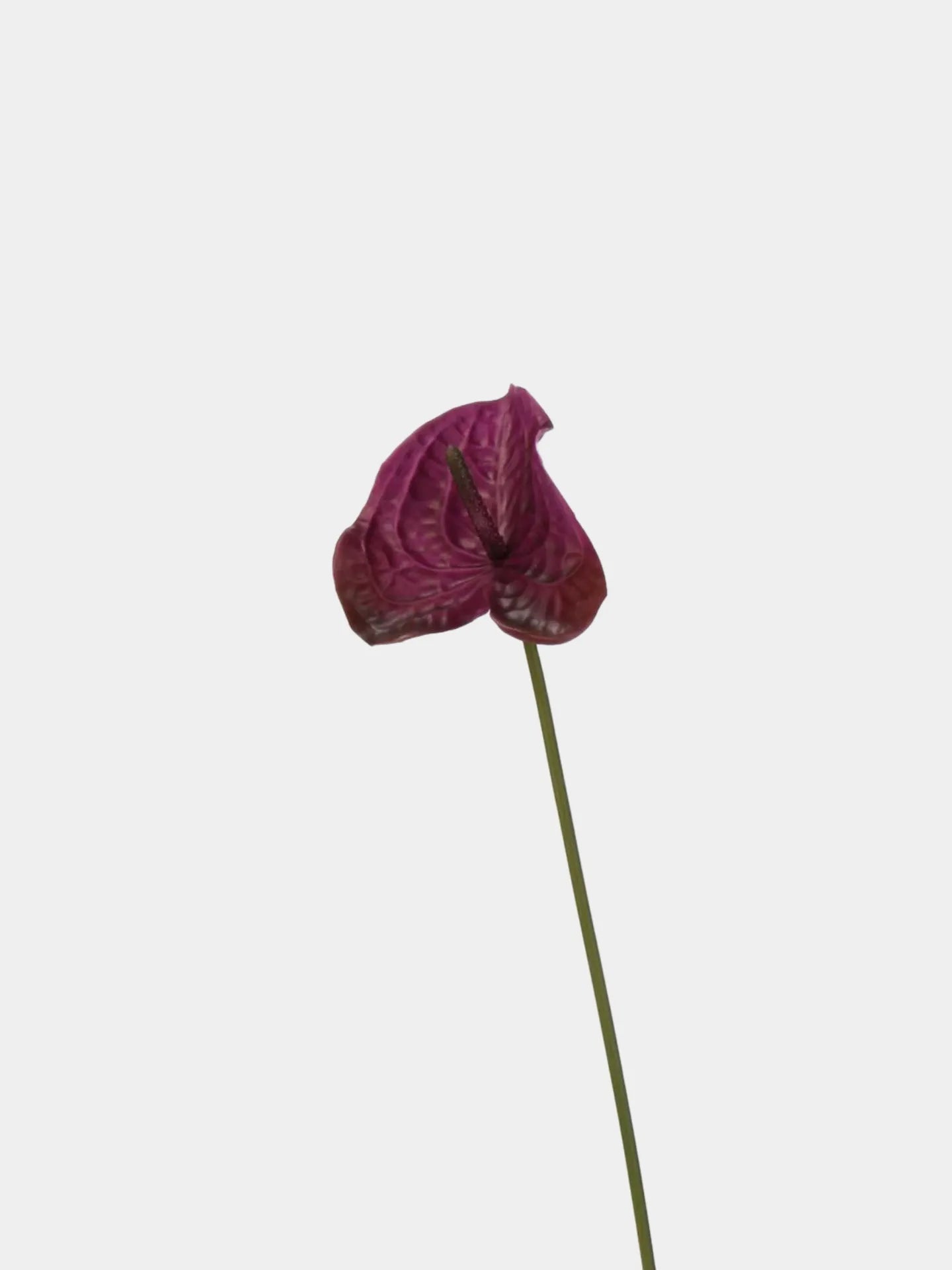 Artificial Anthurium Stem  –Purple 22.8"