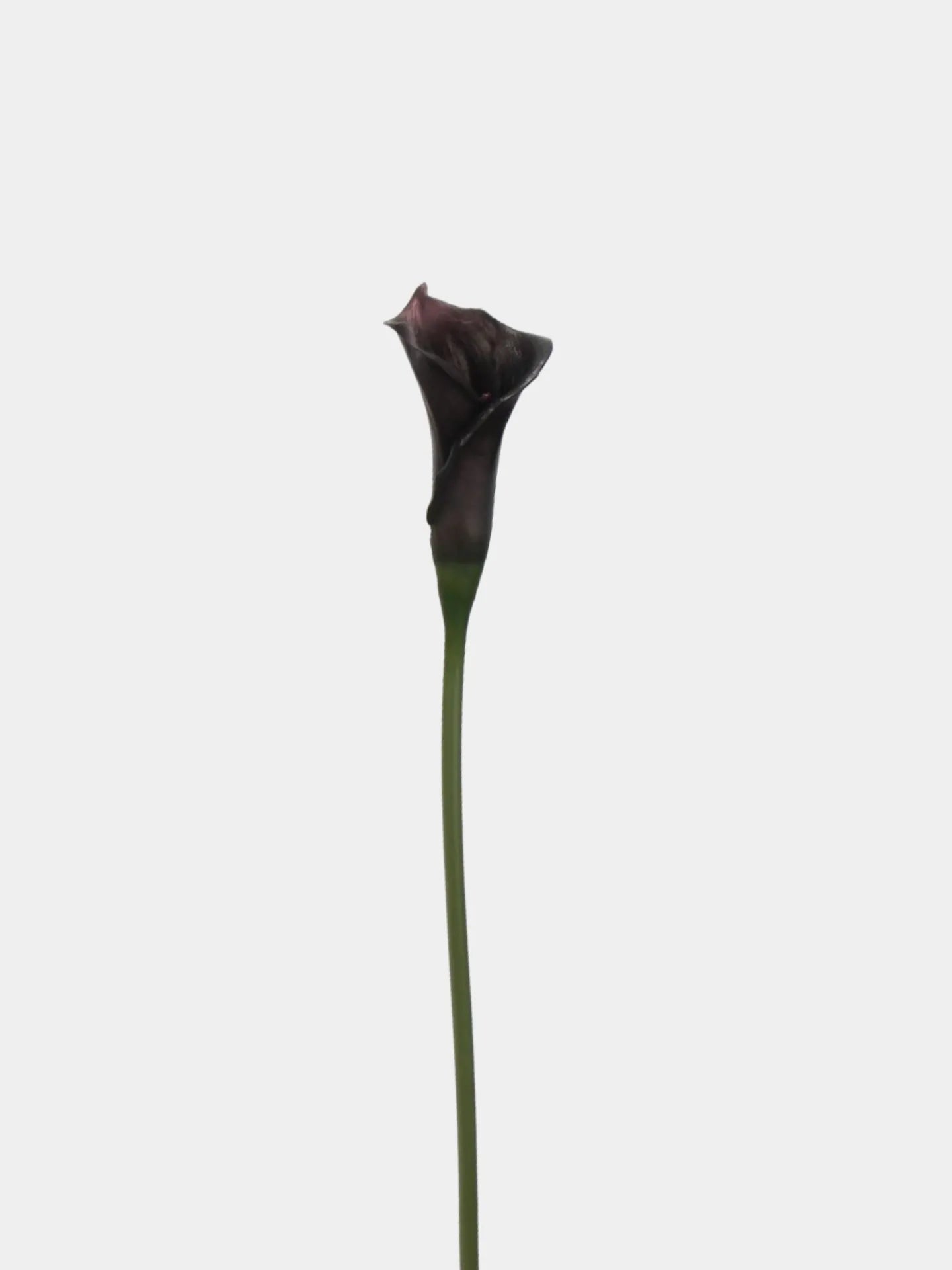 Artificial Calla Lily Stem