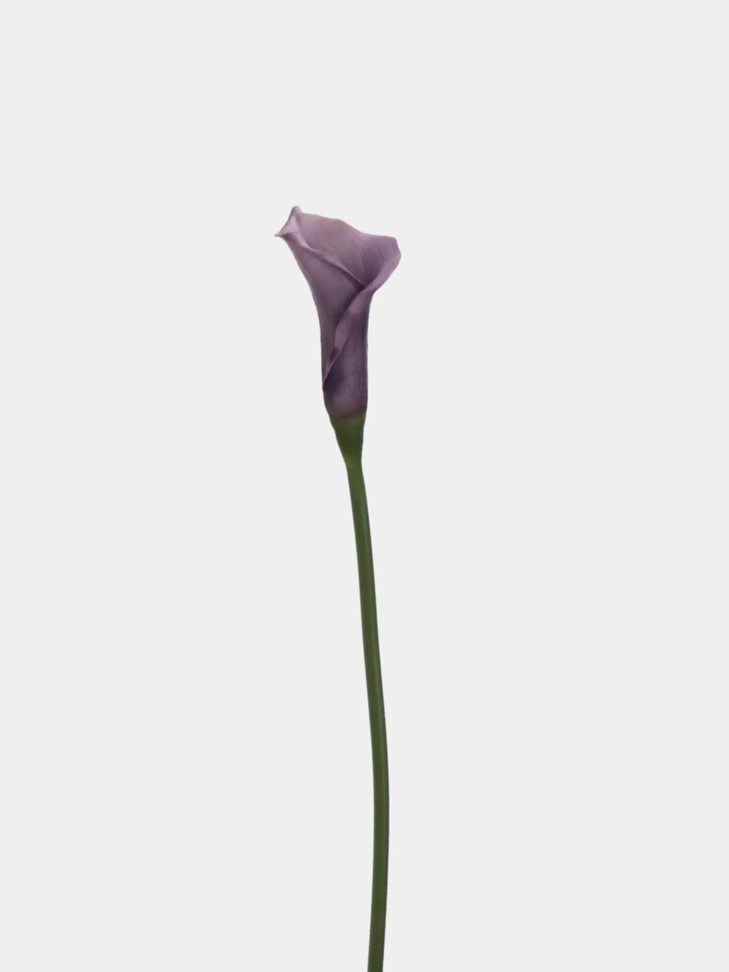 Artificial Calla Lily Stem