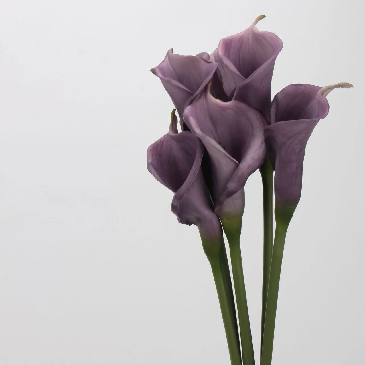 人工カラリリーの茎