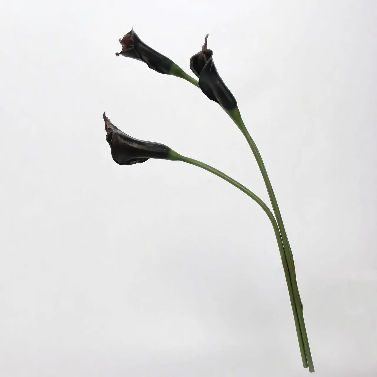 人工カラリリーの茎