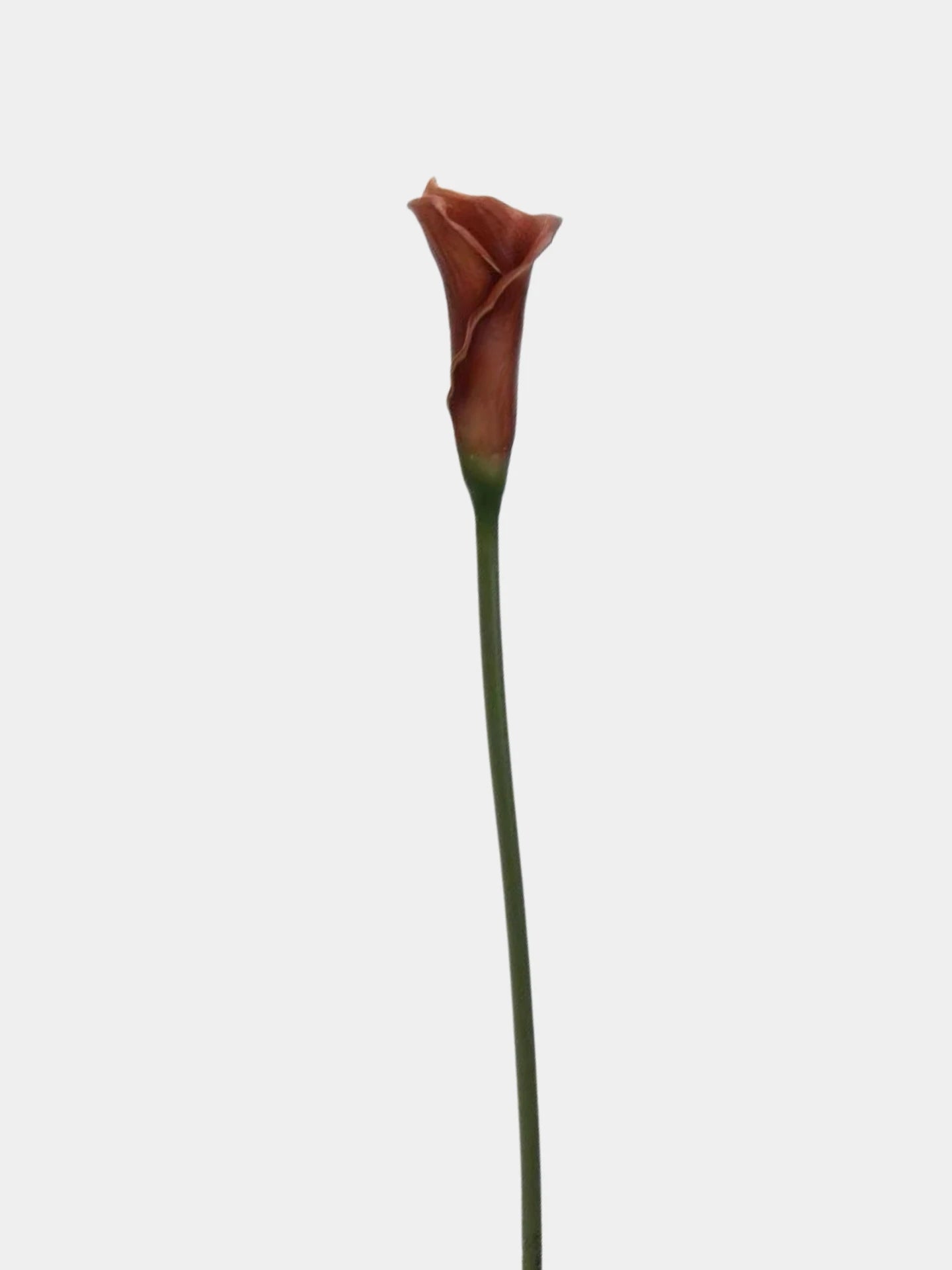 Artificial Calla Lily Stem -24"