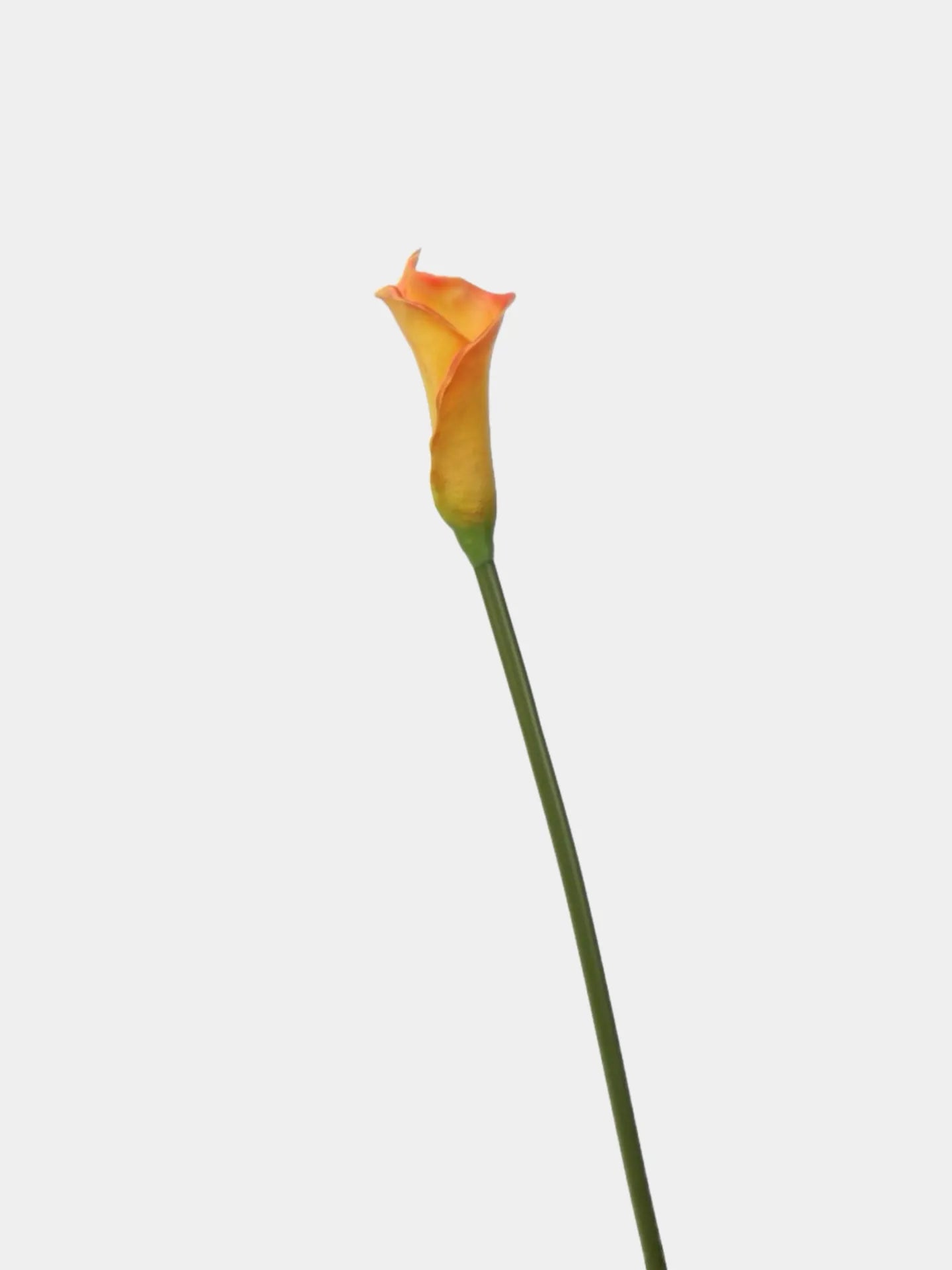 人工カラリリーの茎