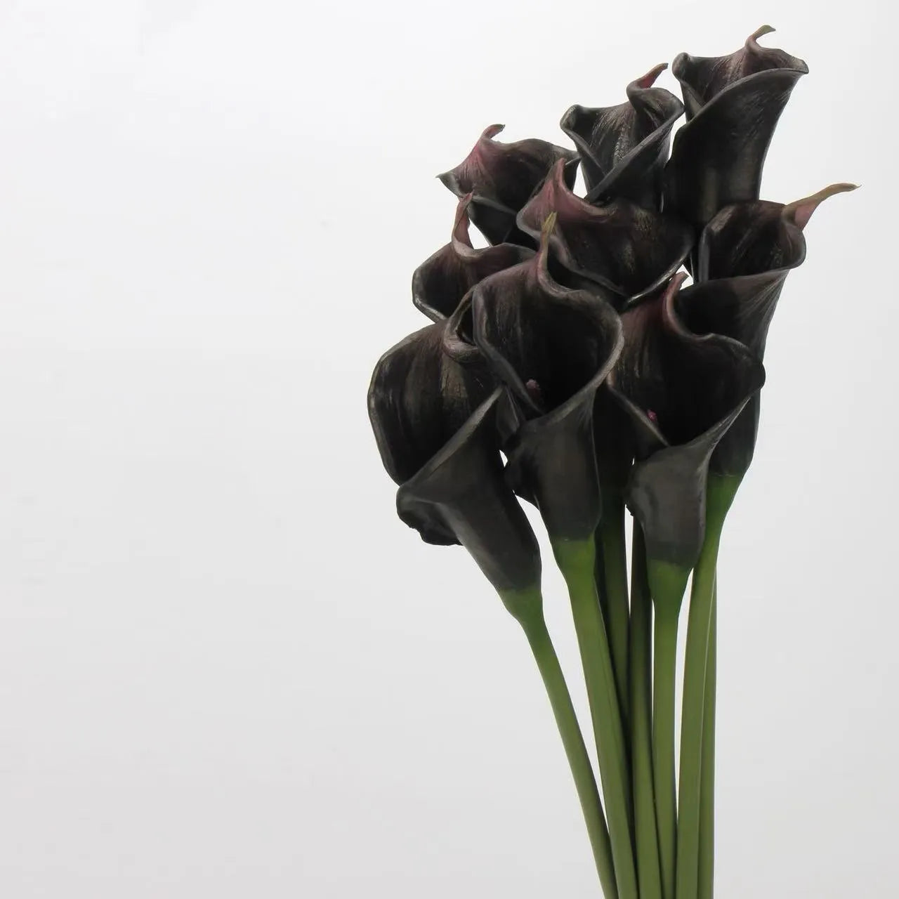 人工カラリリーの茎