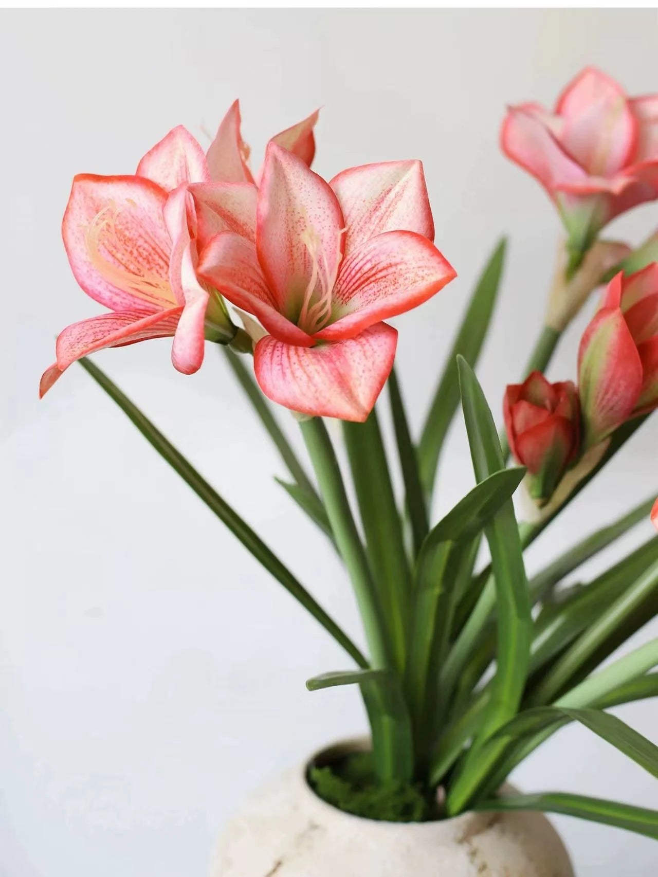Artificial Clivia Miniata Flower Stem with Leaves – 58cm