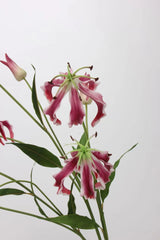 Artificial Flame Lily/ Gloriosa Lily Stem –29.5"