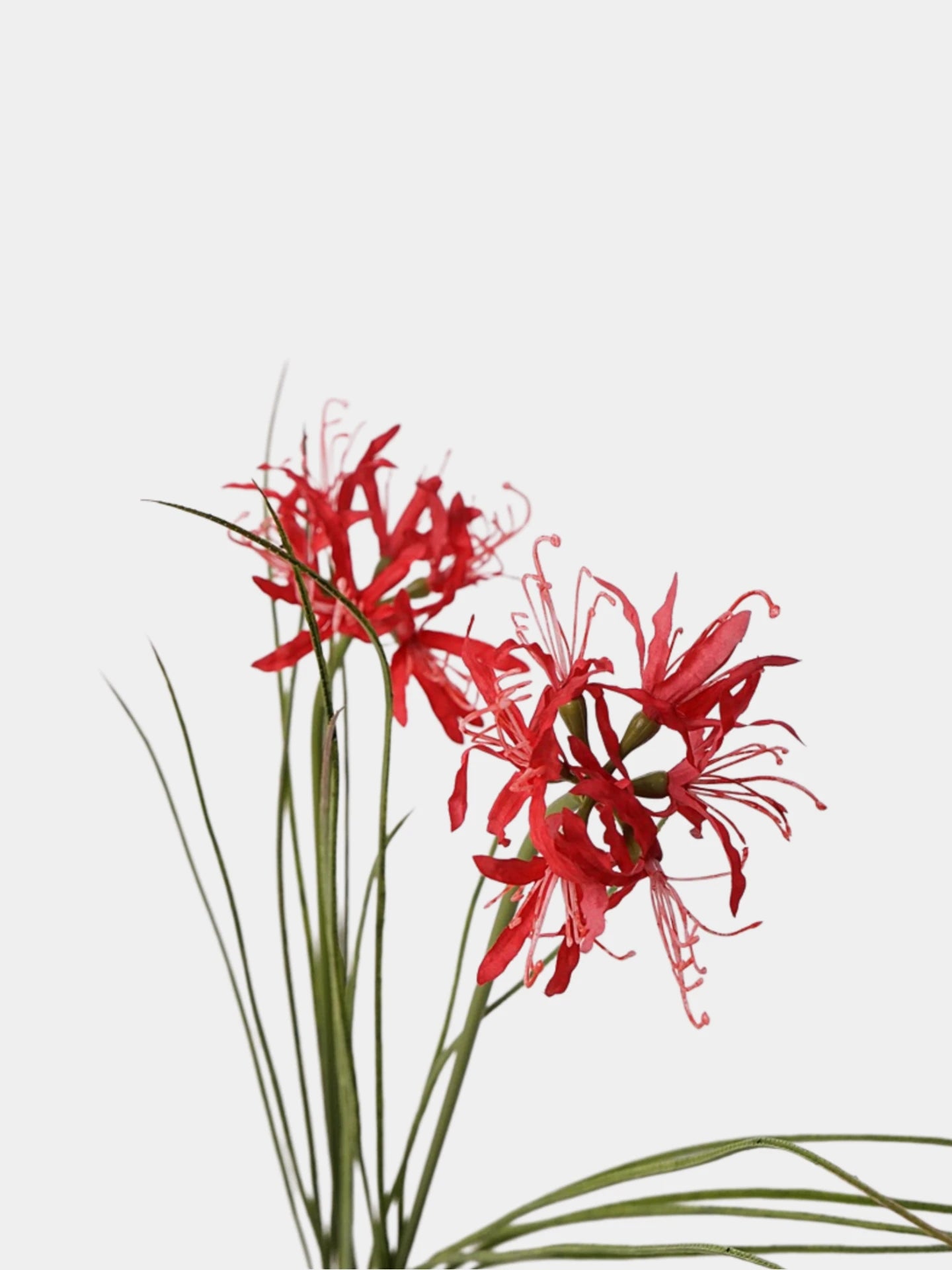 Artificial Lycoris Radiata Stem –21"