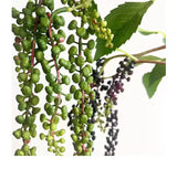 人工ポケウィードハンギングステム -27.5"