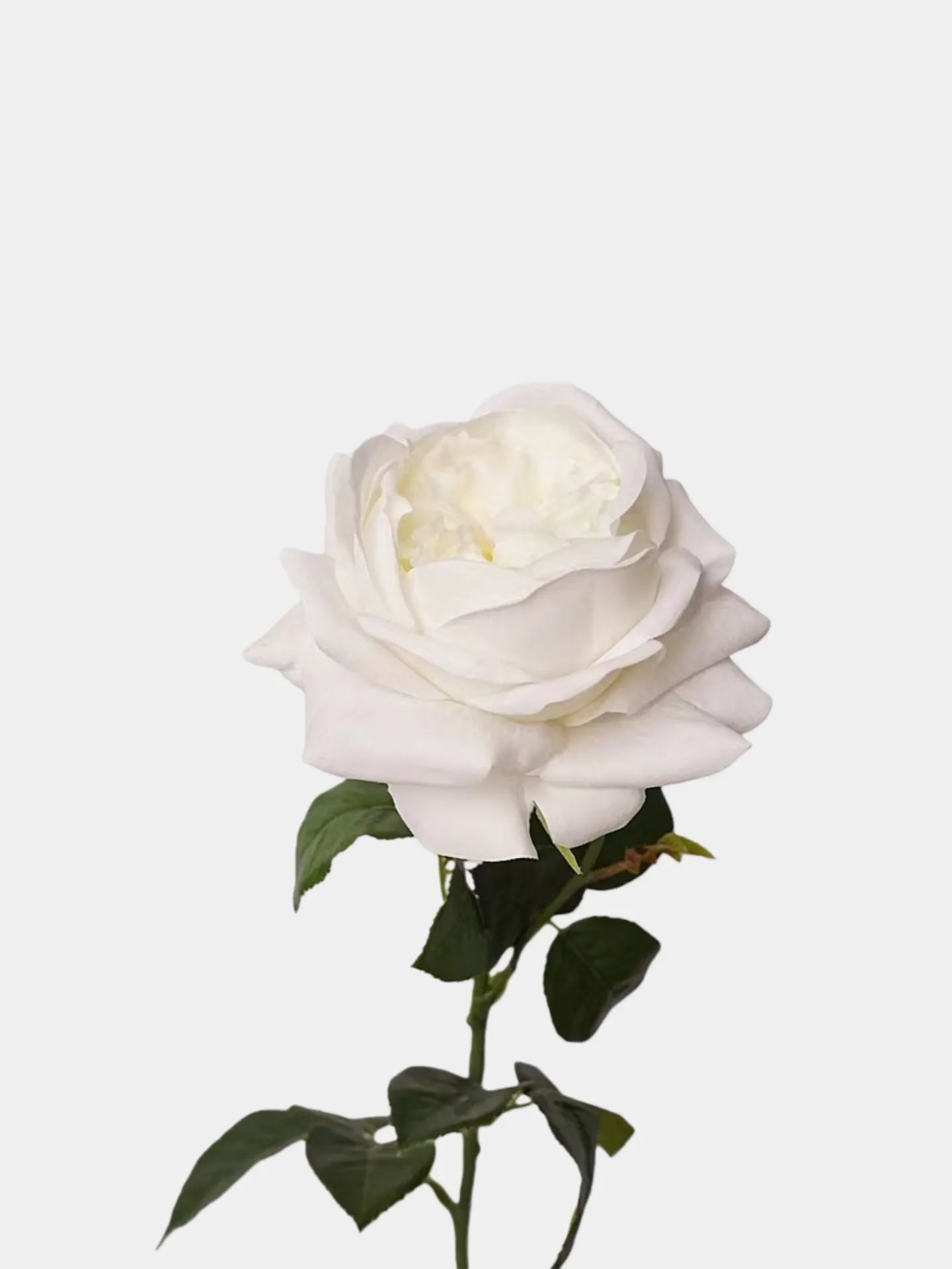 人工リアルタッチジュリエットローズ —27インチ ホワイト