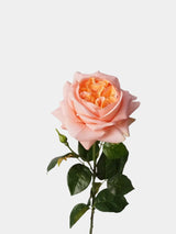 Artificial Real Touch Juliet Rose —27" Orange Pink