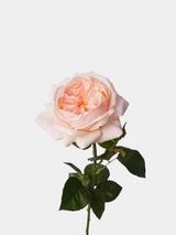 人工リアルタッチジュリエットローズ —27インチ ライトピンク