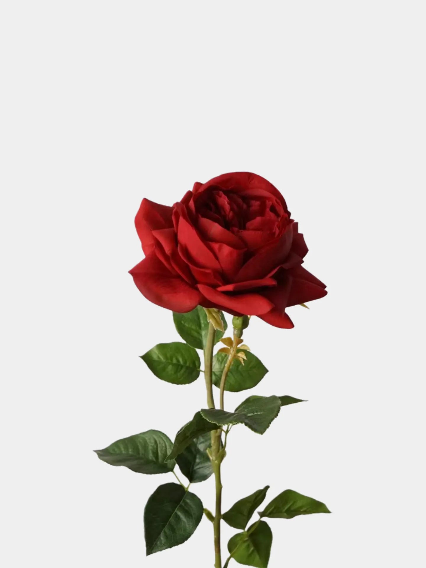 人工リアルタッチジュリエットローズ —27インチ レッド