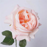 人工リアルタッチジュリエットローズ —27インチ ライトピンク