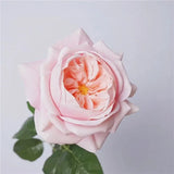 人工リアルタッチジュリエットローズ —27インチ ピンク