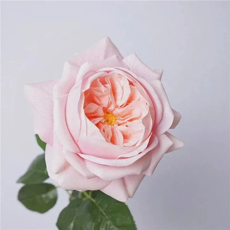 人工リアルタッチジュリエットローズ —27インチ ピンク