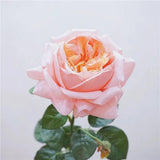 Artificial Real Touch Juliet Rose —27" Orange Pink