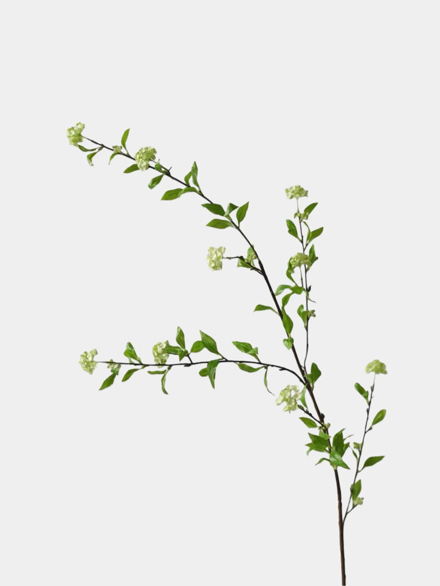 人工スピラエアの枝 -43"