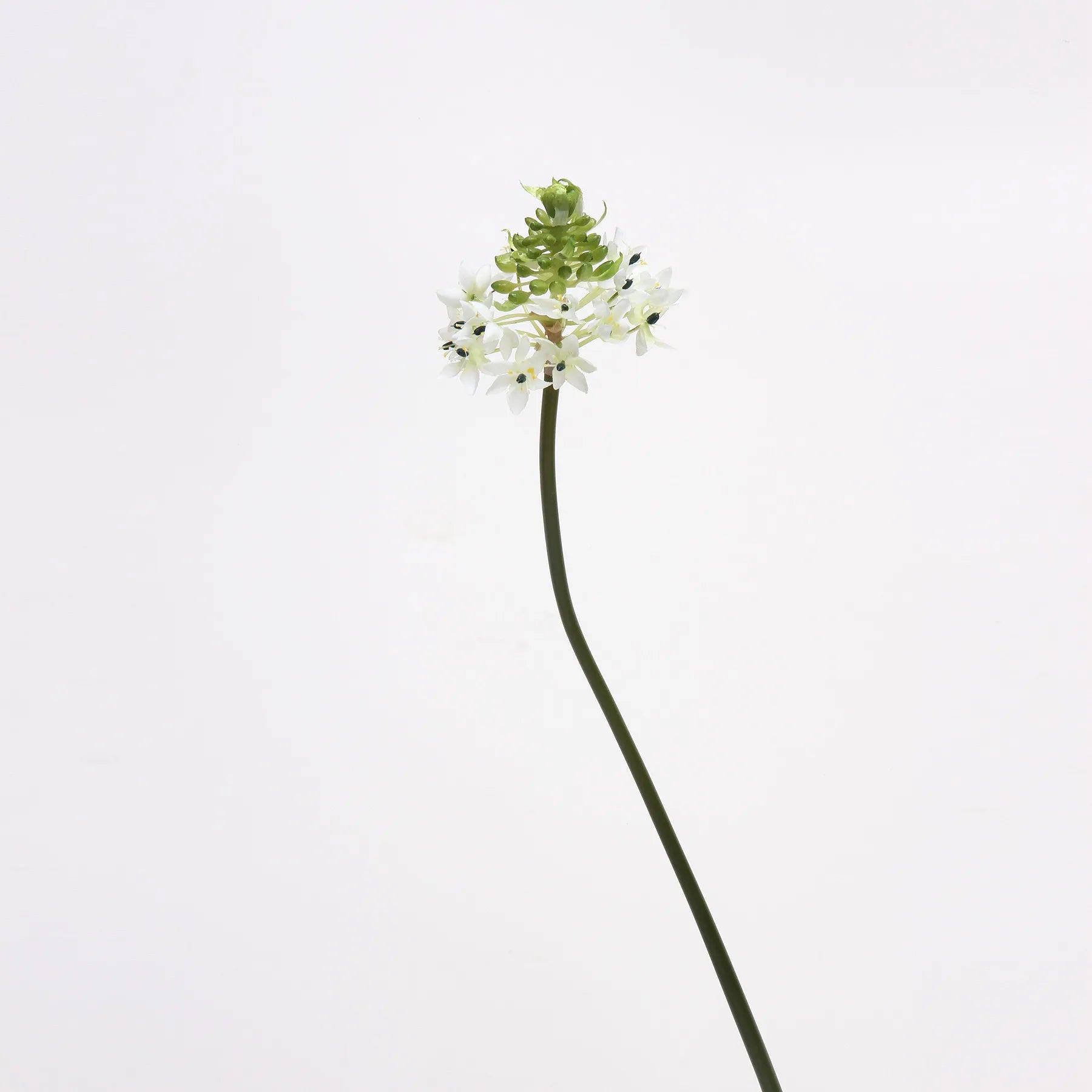 Artificial Star of Bethlehem Flower