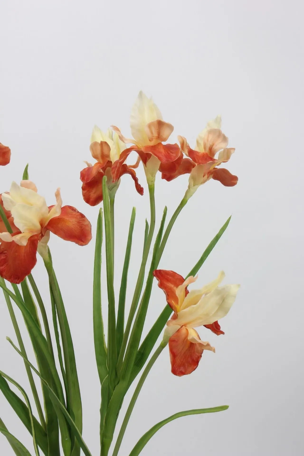 人工ひげアヤメの花