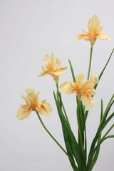 人工ひげアヤメの花