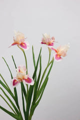 人工ひげアヤメの花