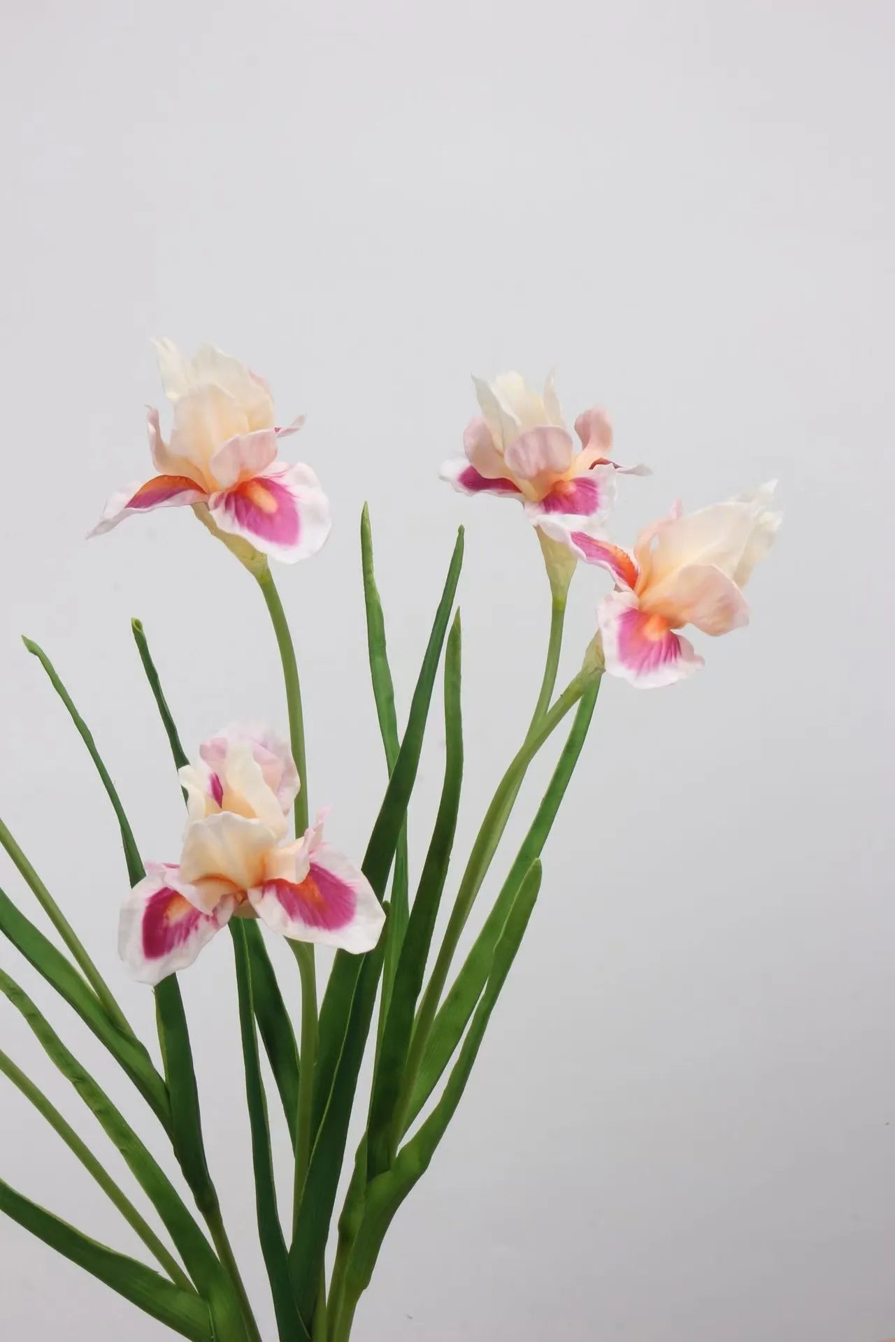 人工ひげアヤメの花