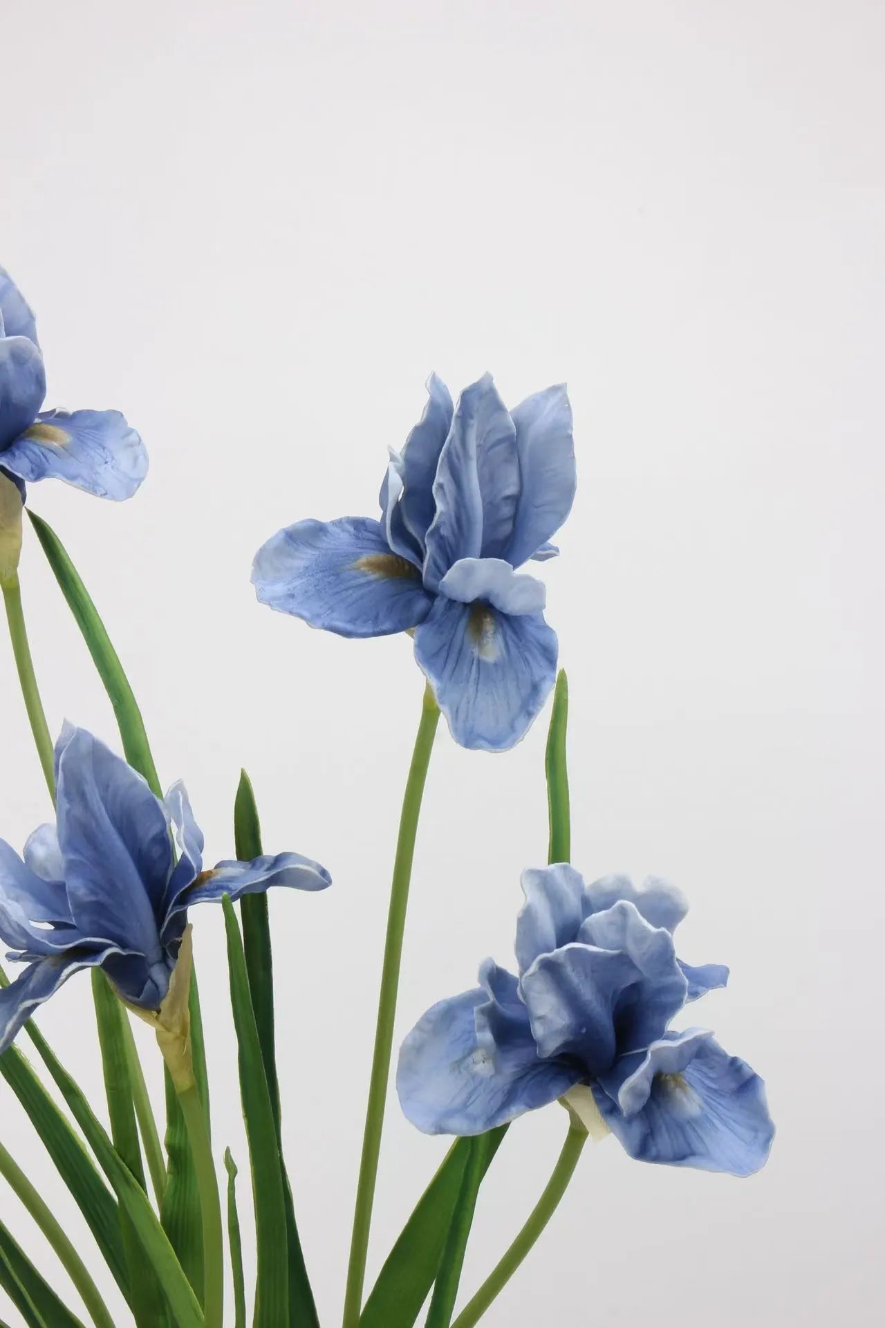 人工ひげアヤメの花