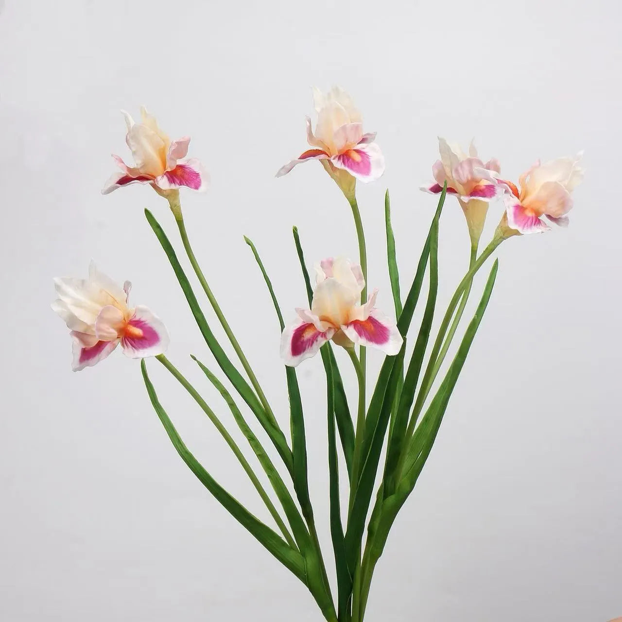 人工ひげアヤメの花