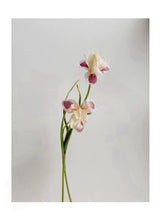 人工ひげアヤメの花