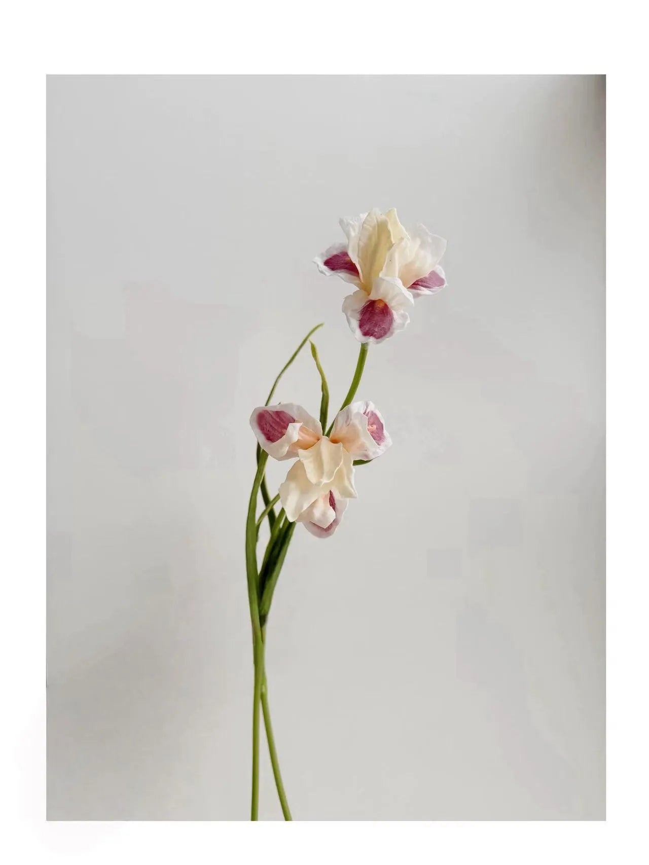 人工ひげアヤメの花