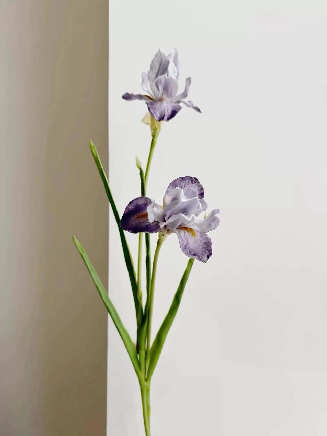 人工ひげアヤメの花