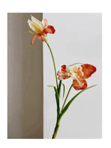 人工ひげアヤメの花