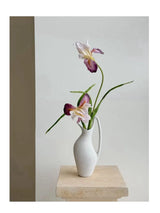 人工ひげアヤメの花